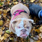 Englische Bulldogge Lotta, 11/2018, 30 cm, 48565 Steinfurt