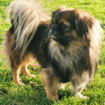 Pekinese Mäxy, 06/2016, 28 cm, 57250 Netphen