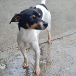 Bodeguero Marina, ca. 06/2018, ca. 32 cm