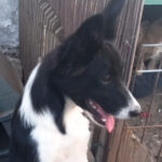 Border Collie Mayla, 05/2021, ca. 50 cm