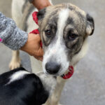 Mastin Mischling Nikita, 05/2021, ca. 70 cm