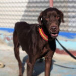 Labrador Mischling Pluto, 05/2016, 55 cm