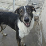 Galgo Mischling Principe, 01/2021, ca. 80 cm