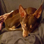 Pinscher Podenco Mischling Raquel, 07/2021, 35 cm, 61200 Wölfersheim