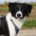 Border Collie Sally, 10/2020, ca. 46 cm, 04509 Krostitz