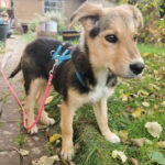 Labrador Border Collie Mischling Sam, 27.05.2021, ca. 50cm, 23863 Bargfeld-Stegen