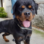 Rottweiler Smilla, 01/2019, ca. 60 cm