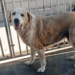 Mischling Akira, 06/2015, ca. 65 cm