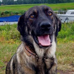 Mischling Aticha, ca. 06/2019, ca. 65 cm, 26683 Bollingen