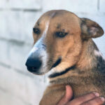 Mischling Ayla, ca. 06/2019, ca. 50 cm