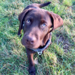 Labrador Baxter, 06/2021, Endgrösse ca. 50-60cm, 61381 Friedrichsdorf