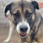 Mastin Belen, ca. 07/2018, ca. 60 cm