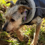 Yorkshire Terrier Mischling Benito, 11/2011, 38 cm