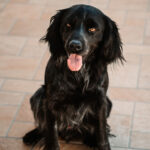 Spaniel Benny, 06/2019, ca. 55 cm