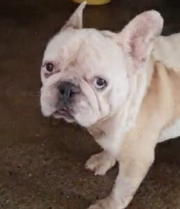 Bulldogge Buddy - Spendenaufruf SALVA Hundehilfe e.V.