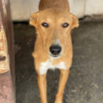 Podenco Lucy, ca. 12/2020, ca. 45 cm