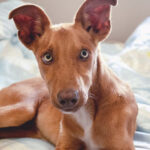 Podenco Mischling Pink, ca. 07/2021, ca. 45 cm