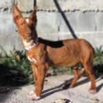 Podenco Maneto Potter, ca. 05/2021, ca. 35 cm