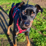 Pinscher Toby, 03/2020, ca. 40 cm, 21244 Buchholz