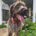 Drahthaar Ursula, 08/2018, 60 cm