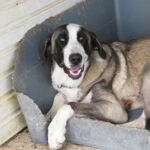 Mastin Volcan, 12/2020, ca. 75 cm