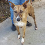 Rauhaar Podenco Mischling Zambra, 12/2019, ca. 45 cm