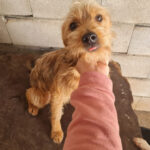 Mischling Alejandro, ca. 06/2020, ca. 40 cm