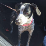 Bodeguero Jagdhund Mischling Alma, ca. 01/2019, ca. 45 cm