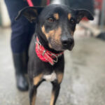 Mischling Angel, 07/2018, 45 cm