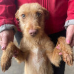 Podenco Campanero Bebito, ca. 03/2021, ca. 45 cm