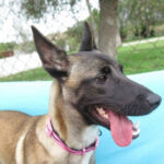 Malinois Cabo, 10/2020, 65 cm