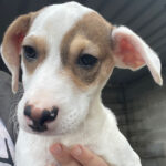 Bodeguero Mischling Caspar, 09/2021, 45 cm