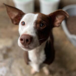 Podenco Mischling Chocolate, ca. 01/2020, ca. 45 cm