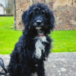 Spanischer Wasserhund Mischling Clara, 04/2021, ca. 40 cm, 61169 Friedberg