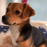 Mischling Clooney, ca. 06/2021, ca. 25 cm, 61381 Friedrichsdorf