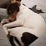 Podenco Mischling Dion, 01/2020, ca. 40 cm, 51429 Bensberg