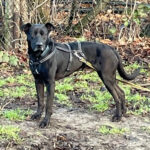 Mischling Doner, 09/2016, 63 cm, 12159 Berlin