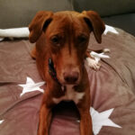 Mischling Fay, 06/2021, Endgröße ca. 55 cm, 10315 Berlin