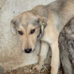 Mischling Frieda, 06/2021, ca. 50 cm