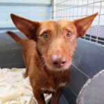 Podenco Maneto Mischling Gorrion, ca. 01/2020, ca. 30 cm