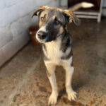 Schäferhund Mischling Josue, ca. 07/2020, 55 cm