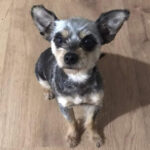 Chihuahua Yorkshire Terrier Mischling Juana, 01/2018, ca. 27 cm