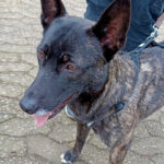 Labrador Bardino Mischling Kika, 06/2018, ca. 50 cm, 42277 Wuppertal