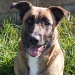 Malinois Mischling Kira, ca. 06/2019, ca. 60 cm