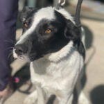 Mischling Lasse, ca. 05/2021, Endgröße ca. 50 cm