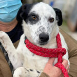 Mischling Leif, ca. 05/2021, Endgröße ca. 50 cm