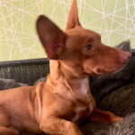 Podenco Maneto Ligero, 10/2019, 20 cm, 61350 Bad Homburg