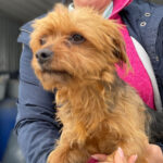 Yorkshire Terrier Mischling Liliana, ca. 08/2020, ca. 30 cm