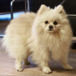 Pomeranian Maikel, 01/2020, 20 cm, 21224 Rosengarten