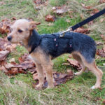 Pinscher Yorkshire Terrier Mischling Meg, 06/2021, ca. 25 cm, 25764 Süderdeich